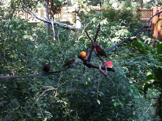 The Hong Kong Park Aviary