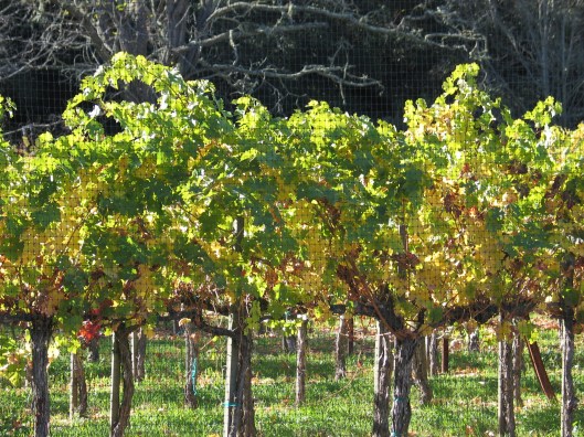 Vineyards on Foxen Road.