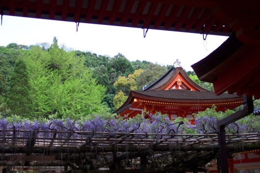 Japanese wisteria in Nara.