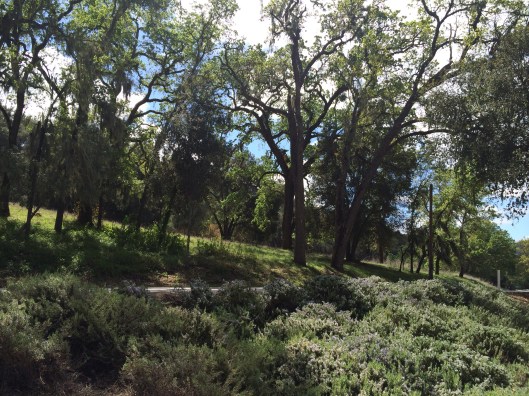 The road by Halter Ranch.