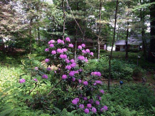 Brilliant colors near Lake Buel.