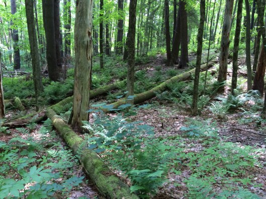 Fallen monarchs in rebirth on the forest floor.