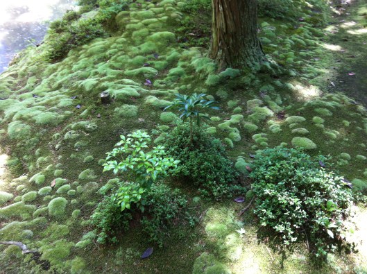 The moss carpet at Saiho-ji.