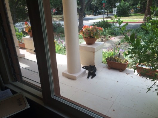 A black cat staring at me today while I study 