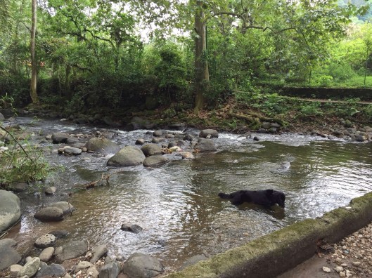 A village dog enjoying a swim to Jan's left.