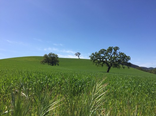 California spring scene in the Cetnral Coast wine country.