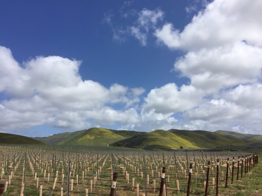 The vineyards of Cambria Winery.