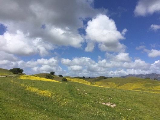 To my left on Foxen Canyon Road.