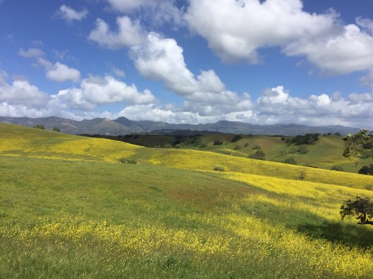 The center of the Foxen Canyon plateau.