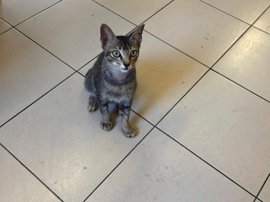 A tamarind loving kitty in Batu Ferringhi sits patiently during our dinner.